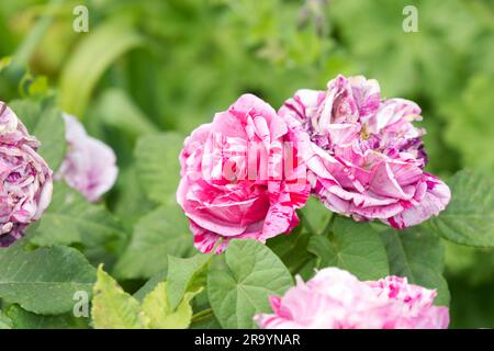 Doppio fiore estivo a righe rosse e bianche di rosa Ferdinand Pichard nel giardino britannico di giugno Foto Stock