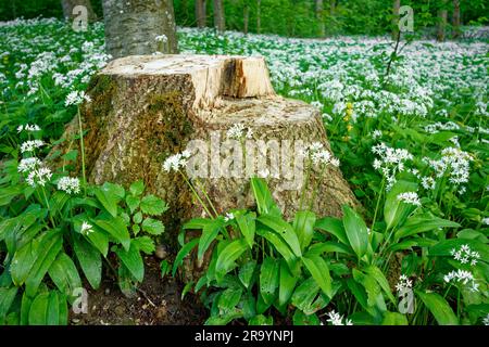 Un ceppo di alberi si trova accanto a una macchia di fiori d'aglio selvatico in un lussureggiante e verdeggiante ambiente forestale Foto Stock