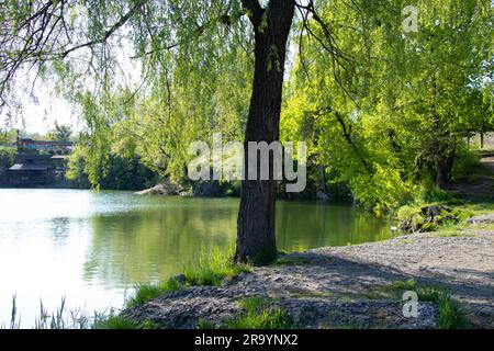 willow albero sulla riva di una cava in primavera Foto Stock