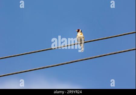 Primo piano di un dandy dalla testa nera seduto sui fili in natura Foto Stock