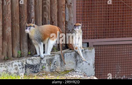 La scimmia patas, nota anche come scimmia ussara, Erythrocebus patas. Foto Stock