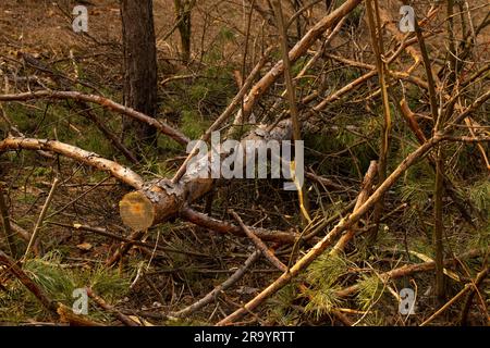 cumulo di rami segati in foresta primaverile Foto Stock