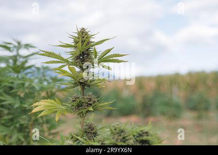 Giovane pianta di cannabis verde durante la fase vegetativa della piantagione, primo piano. Concetto di crescita delle piante infestanti. Foto Stock
