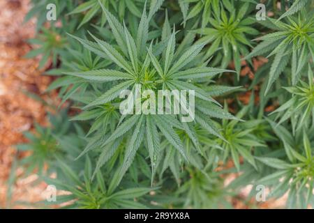 Pianta di cannabis verde biologica, steli di canapa CBD coltivati con boccioli e foglie di fiori, primo piano. Concetto di medicina alternativa a base di erbe. Foto Stock
