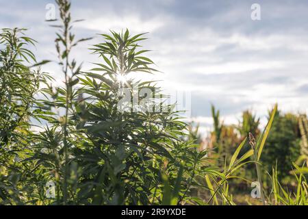 Punta dello stelo della pianta di cannabis nella fase di fioritura, fogliame verde con un bocciolo di fiore, primo piano. Concetto di prodotti a base di canapa CBD. Foto Stock