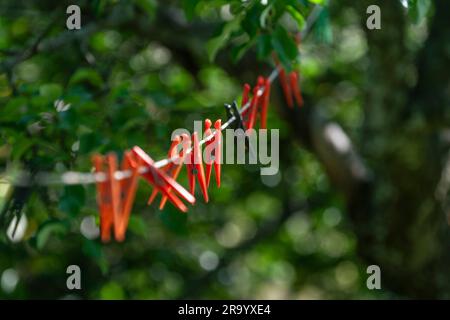 Molte pedine di plastica sulla linea di lavaggio con alberi sfocati sullo sfondo Foto Stock