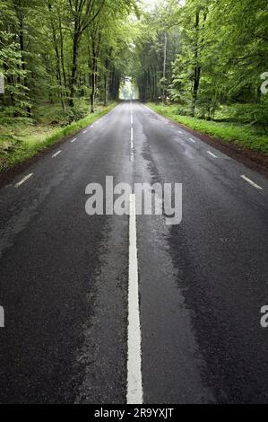 Strada di campagna vuota attraverso la foresta di faggi, Skane, Svezia Foto Stock