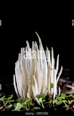 Funghi Fairy Fingers (Clavaria fragilis) - Brevard, North Carolina, USA Foto Stock