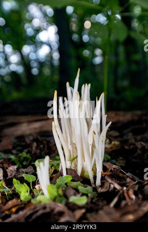 Funghi Fairy Fingers (Clavaria fragilis) - Brevard, North Carolina, USA Foto Stock