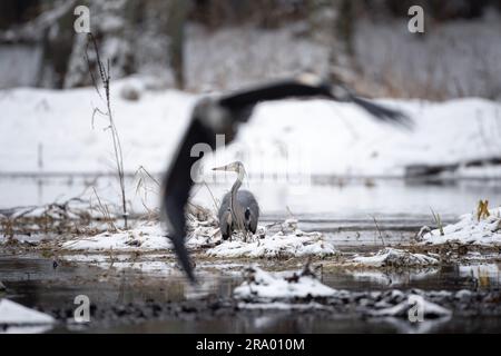 Airone grigio vicino alla riva del fiume. Gli aironi stanno pescando intorno all'acqua invernale. Natura europea. Uccello grigio con becco lungo e collo. Foto Stock