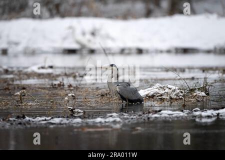 Airone grigio vicino alla riva del fiume. Gli aironi stanno pescando intorno all'acqua invernale. Natura europea. Uccello grigio con becco lungo e collo. Foto Stock