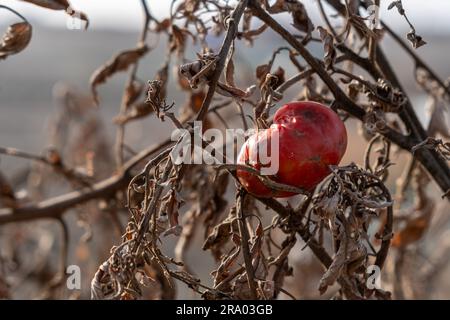 Pomodoro maturo schiacciato ed essiccato lasciato sulla vite dopo la data di raccolta tra foglie e rami bruni secchi nelle calde giornate estive Foto Stock