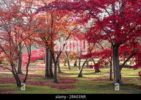 Alberi di acero rosso, fogliame tardo autunno giardino Korakuen (後楽園) a Okayama, Giappone. Korakuen è classificato come uno dei tre migliori giardini paesaggistici del Giappone. Foto Stock