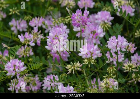 Securigera varia (sinonimo di Coronilla varia), comunemente noto come crownvetch o viola Crown Vetch Foto Stock