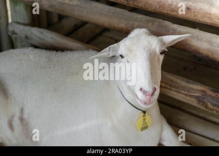 Primo piano di una capra bianca senza corna sdraiata in una penna, guardando dritto in avanti Foto Stock