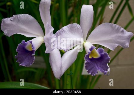 Splendidi ed eleganti fiori di orchidea bianca con petali viola per ornamenti Foto Stock