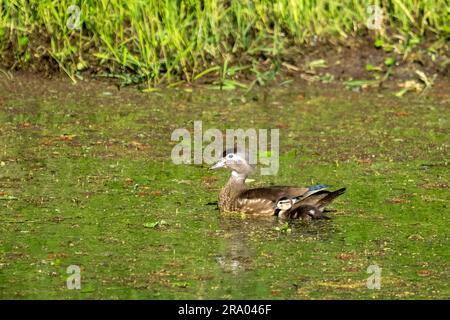 Ridgefield National Wildlife Refuge, Ridgefield, Washington, USA. Anatra in legno femminile che nuota in un ruscello coperto di muschio Foto Stock