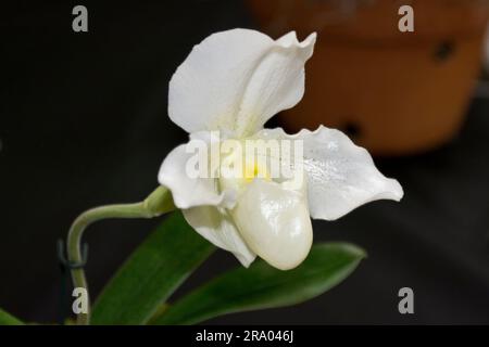 Foto di primo piano di un fiore di orchidea bianca, brillante e bella, con ciabatta bianca Foto Stock