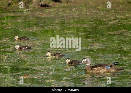 Ridgefield National Wildlife Refuge, Ridgefield, Washington, USA. Wood Duck e i suoi pulcini che nuotano in un ruscello coperto di muschio Foto Stock