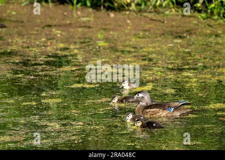 Ridgefield National Wildlife Refuge, Ridgefield, Washington, USA. Wood Duck e i suoi pulcini che nuotano in un ruscello coperto di muschio Foto Stock