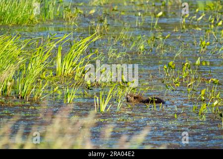 Ridgefield National Wildlife Refuge, Ridgefield, Washington, USA. Nutria adulta che nuota in uno stagno paludoso Foto Stock
