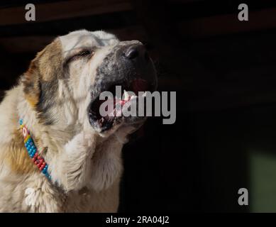 Vista laterale del cane turkmeno di Alabay. Vista laterale dei denti di un cane di alabay Foto Stock