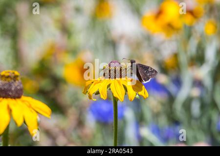 Funebre, Erynnis funeralis, che si nutre da un chinaceain di Coneflower un giardino di fondo californiano . 24 giugno 2023 Foto Stock