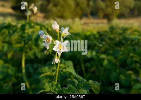 Fiori di patate bianche in un campo con patate estive in una giornata di sole. Primo piano, sfondo verde sfocato, ampio spazio per la copia Foto Stock