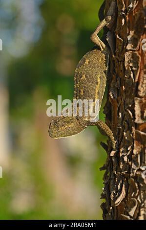 Un camaleonte che sale su un albero. Foto Stock