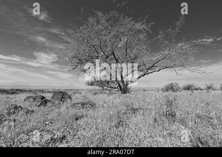 Una foto in bianco e nero di un piccolo albero in piedi sotto un cielo limpido e luminoso in un campo di erba secca stratificata di rocce vicino a Hagerman, Idaho. Foto Stock