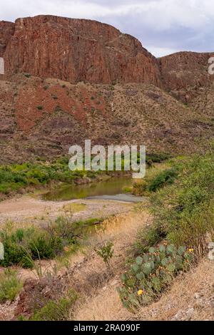 Il cactus d'India fiorisce sulle pendici del lussureggiante bacino del fiume Rio grande in primavera, con ripide pareti del canyon nel Big Bend Ranch State Park Texas Foto Stock