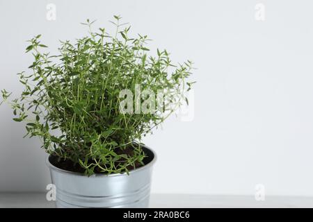 Timo verde aromatico in vaso su sfondo bianco, primo piano. Spazio per il testo Foto Stock