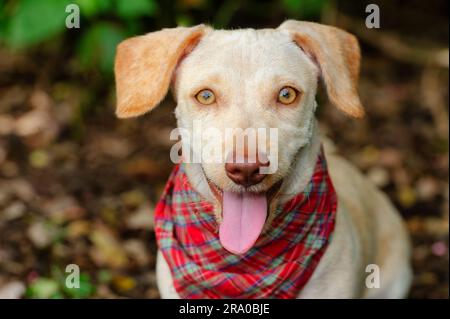 Un cane carino è all'aperto e indossa Una Bandana con Uno sguardo felice sul suo viso Foto Stock