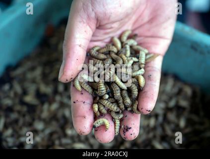 Primo piano di larve o verme di mosca nera (BSF) su un palmo di mano, allevamenti di insetti Hermetia Illucens per l'alimentazione del pesce e del pollame Foto Stock