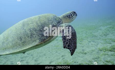 La tartaruga marina con segni di morso sulle pinne nuota nell'acqua blu. Primo piano della grande tartaruga verde (Chelonia mydas) con le sue pinne anteriori morse da un Foto Stock