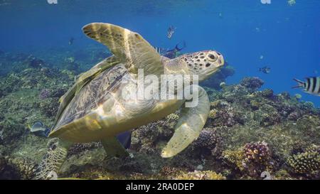 Le grandi tartarughe del Mare Verde (Chelonia mydas) nuotano sopra la cima della barriera corallina intorno a banchi galleggianti di pesci tropicali nelle giornate di sole, Mar Rosso, Egitto Foto Stock