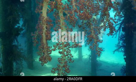 I luminosi coralli morbidi Dendronephthya, dai colori vivaci, sono appesi in gruppi dal sostegno del molo nelle giornate di sole, nel Mar Rosso, a Safaga, in Egitto Foto Stock