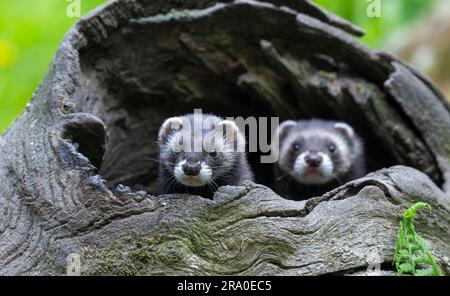 Puzzola europea (Mustela putorius) o lechwe di legno due puzzole che guardano fuori da un albero vuoto, prigioniero, Germania Foto Stock