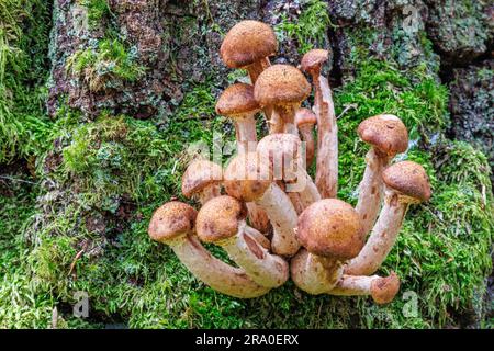 Fungo del miele (Armillaria mellea) un fungo commestibile che cresce su un tronco di albero muschiato, Svezia Foto Stock