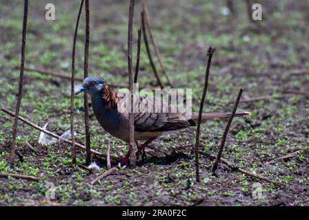 La colomba con le spalle al bar, Geopelia humeralis, ai margini della palude Foto Stock