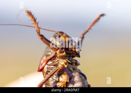 Vista ravvicinata del viso e della parte inferiore del katydid con scudo Foto Stock