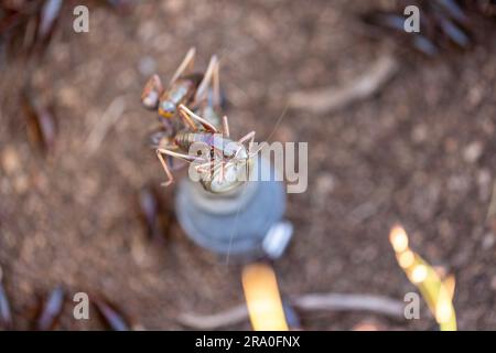 Katydid con scudo appoggiato in un rubinetto in un tubo Foto Stock