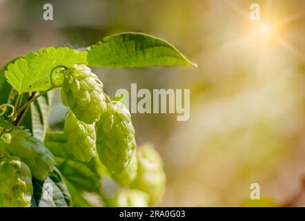 Fiori femminili, chiamati anche luppolo (Humulus lupulus), nella foresta sotto il sole caldo Foto Stock