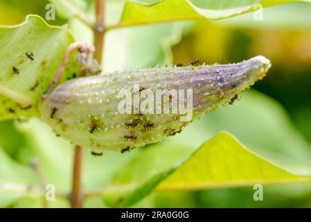 Frutto di (Asclepias syriaca) o Milkweed che ospita formiche e afidi. Questa pianta produce lattice Foto Stock