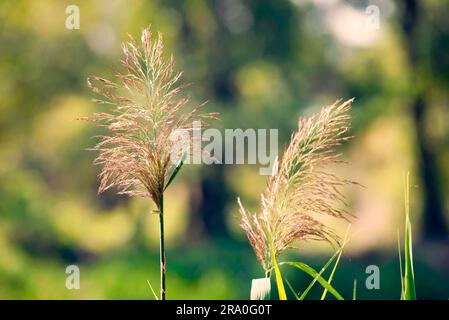 (Phragmites australis) fioriscono vicino al lago in autunno Foto Stock