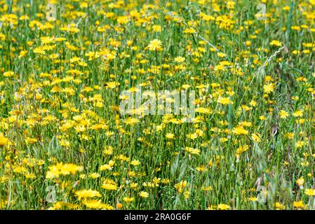 (Hieracium) humile in un prato sotto il sole primaverile Foto Stock