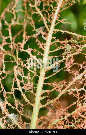 Una foglia viene mangiata da alcuni insetti lasciando visibile solo la struttura venosa. Un piccolo scarabeo verde si trova sullo stelo principale Foto Stock
