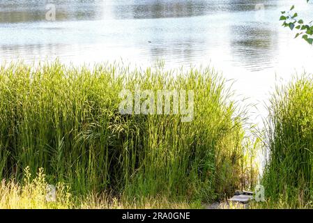 Le canne verdi crescono vicino al lago in estate. La luce della sera gioca con il vento e crea un'atmosfera tranquilla. Un'anatra sta nuotando sul Foto Stock