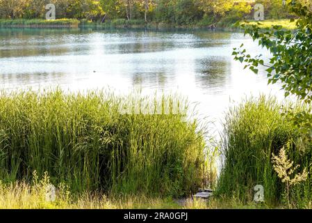 Le canne verdi crescono vicino al lago in estate. La luce della sera gioca con il vento e crea un'atmosfera tranquilla. Le anatre stanno nuotando sul Foto Stock