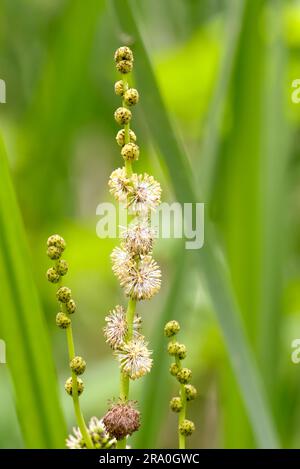 Dettaglio di un (Sparganium erectum) che cresce nel mezzo delle canne di Typha Latifolia nel lago sotto il sole estivo Foto Stock